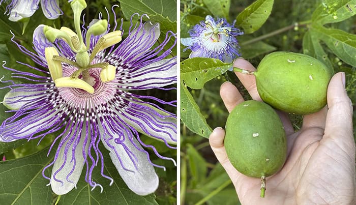 native passionfruit (Passiflora incarnata) - flowers and fruit