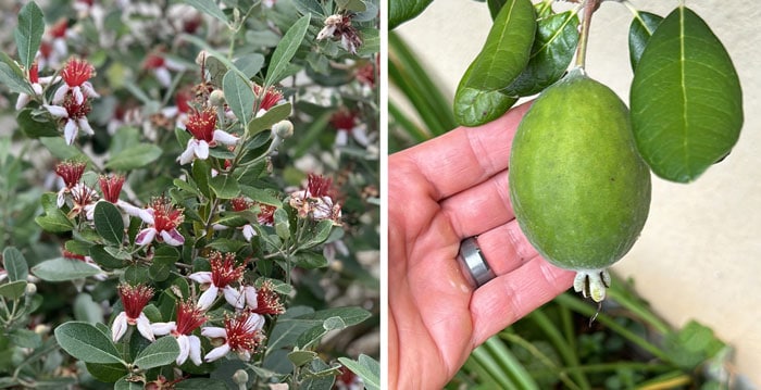 The petals of pineapple guava taste like cotton candy. The fruit tastes tropical, with notes of pineapple and passion fruit. This is a larger variety we grow named 'Mammoth'.
