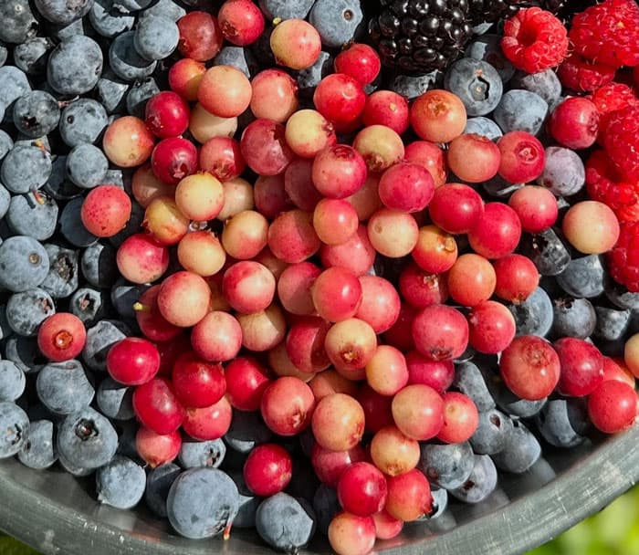 Pink lemonade blueberries