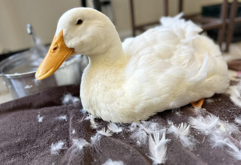 Ducksy strikes again