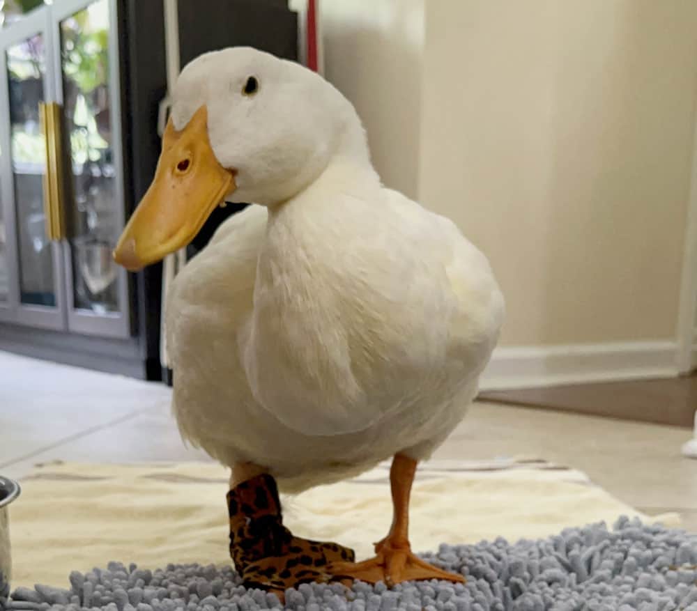 Piper the molting duck inside for bumblefoot recovery.