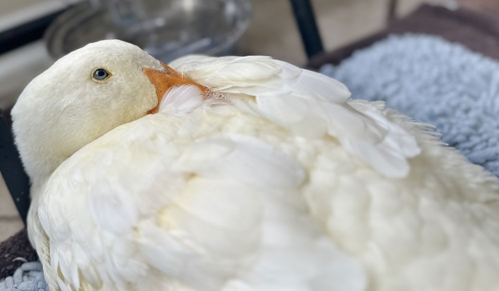 Duck sleeping with one eye open and bill tucked under its wing.