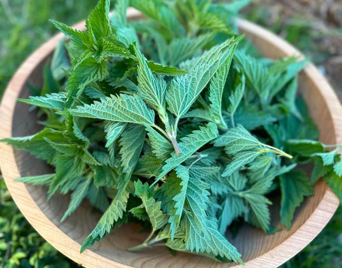 Stinging nettle is high in protein and loaded with nutrients. But it's also the flavor that makes it one of our favorite veggies. Just make sure to grow it in a spot where you can contain it to keep it from spreading, such as a raised bed!