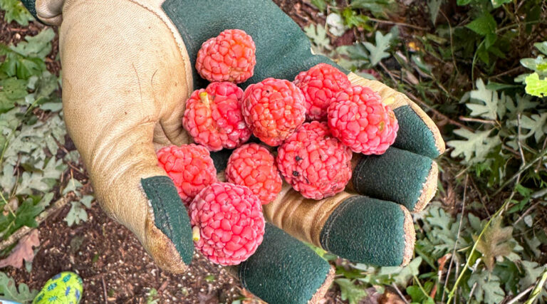rare and unusual edible plants - featured: che fruit