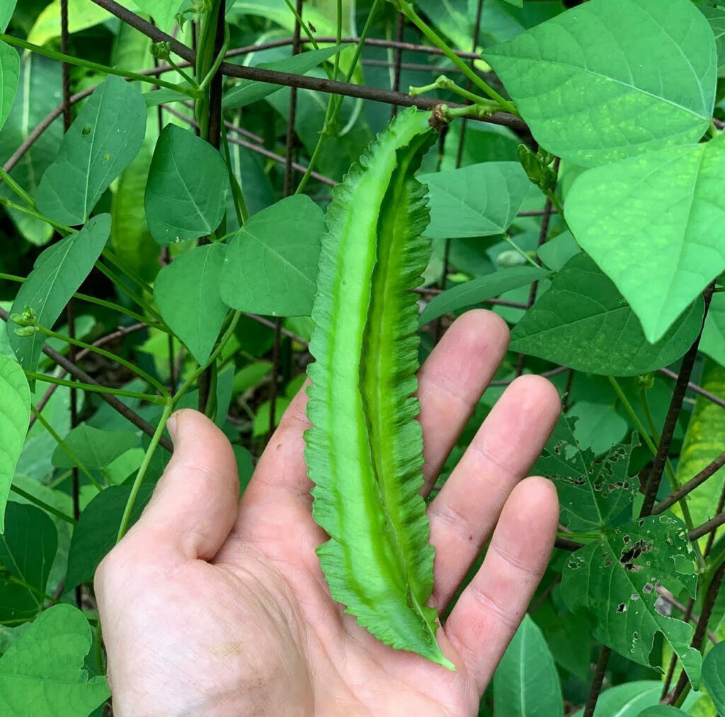 winged beans