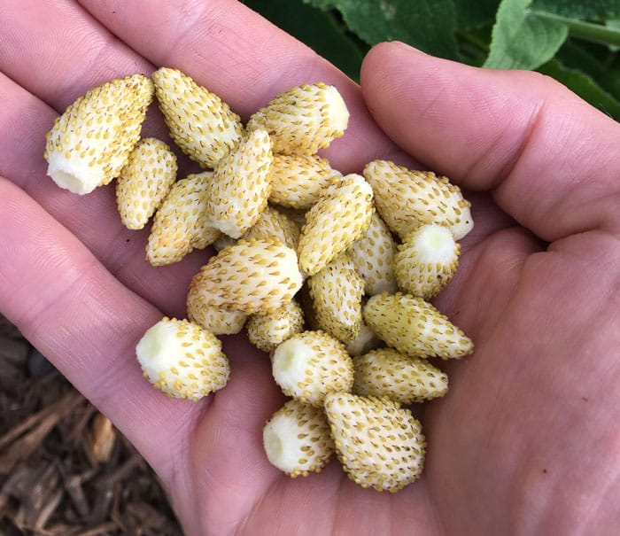 Yellow wonder strawberries, aka Alpine strawberries taste more like tropical fruit punch than strawberries. They small, compact plants produce loads of small fruit, but no runners/stolons unlike common strawberry varieties. You'll want to replace the plants every few years as the older ones lose productivity. 