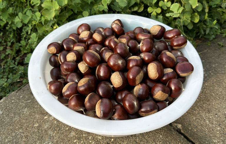 bowl of chestnuts / featured image for weevil prevention in chestnut article by Tyrant Farms