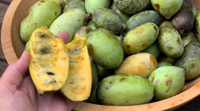 risks and dangers of eating pawpaw fruit (Asimina triloba) - featured image