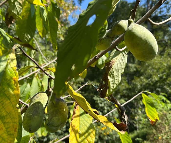 Pawpaw fruit ripening on our trees in early September in Greenville, SC.
