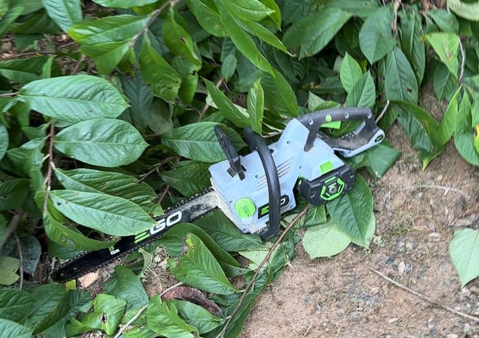 removing pawpaw trees