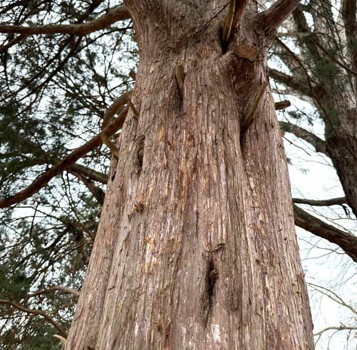 Eastern red cedar bark - tree bark.