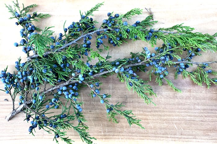 Juniper berries on an Eastern red cedar tree branch.