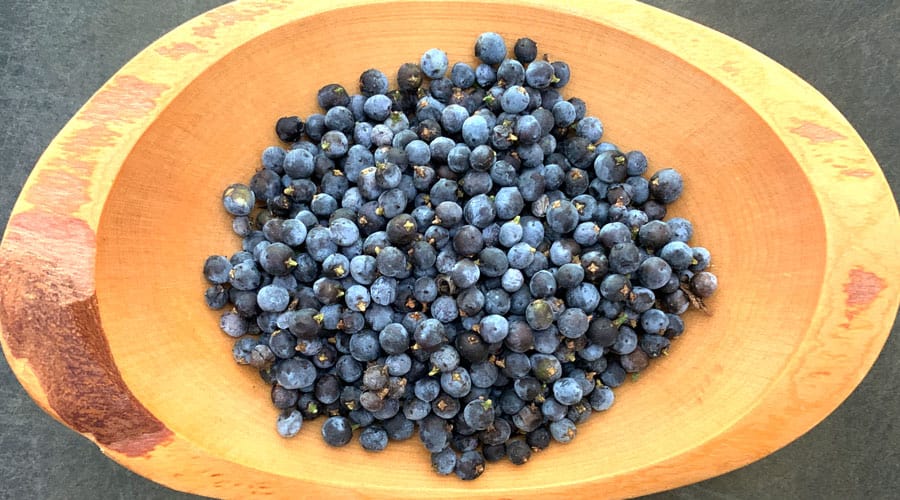 How to find and use juniper berries from Eastern red cedar trees.