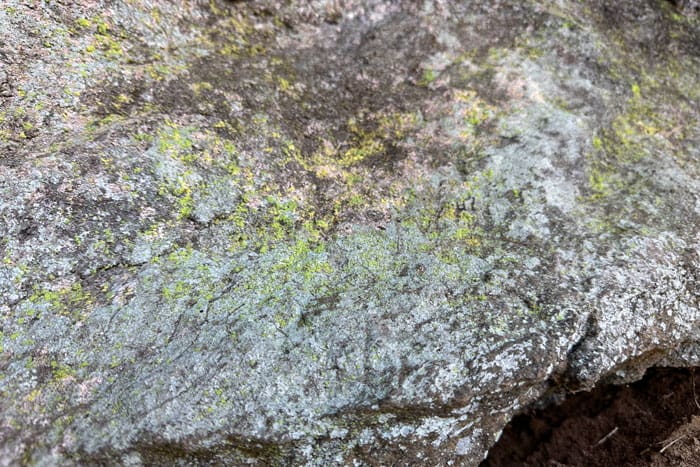 A gorgeous gold dust lichen (Chrysothrix onokoensis) growing on a cliff face near our home.