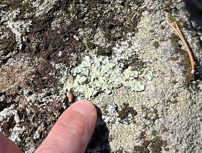 A rock greenshield lichen (Flavoparmelia baltimorensis).