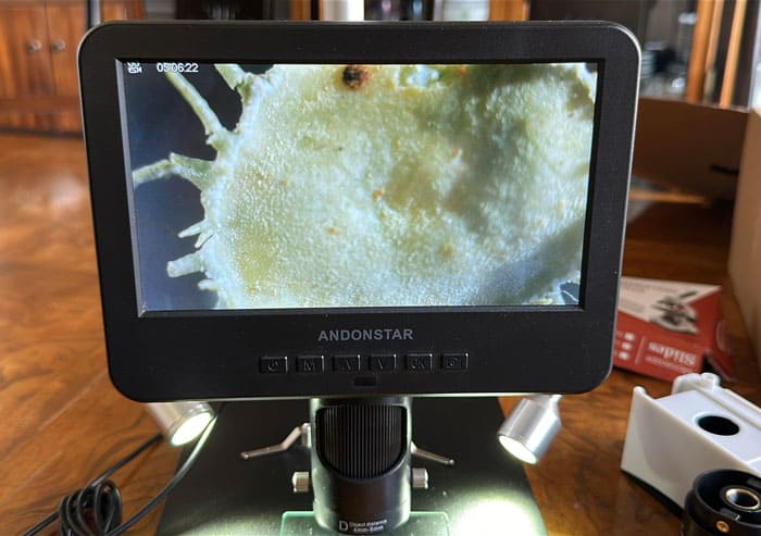 A closer look at an usnea apothecium (singular) under our microscope.