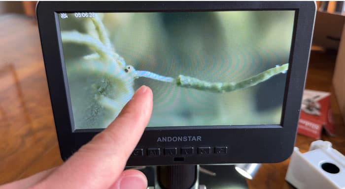 A closer look at usnia's central cord under our microscope.