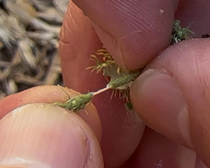 Usnea's central fungal cord, a key feature for usnea identification.