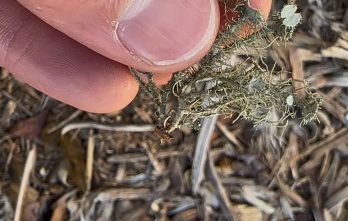 A closer look at the single central attachment point of usnea lichen.