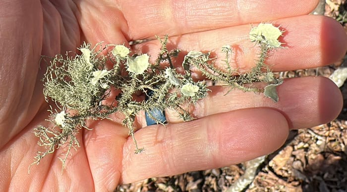 Apothecia are the disc-shaped sexual reproductive organs on the end of the lichen branches. Not all lichens reproduce this way. Also, not all Usnea strigosa lichens have apothecia present.