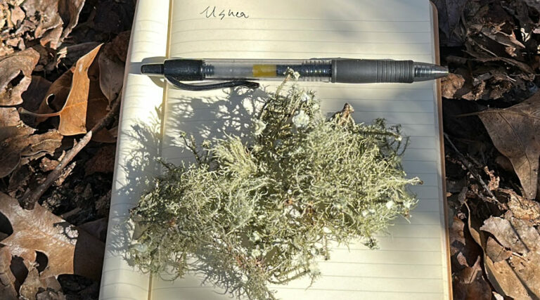Usnea strigosa, which has a fruticose growth form.