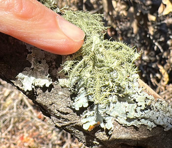 Usnea lichen growing on oak tree ranch