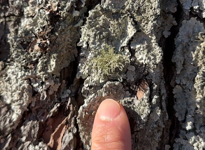 Usnea strigosa and Usnea endochrysea grow primarily on oak and other hardwood trees. However, here you can see it growing on a pine tree. We also have it growing on the branches of one our old blueberry bushes in our front yard, so tree type is not very helpful for identifying this species.