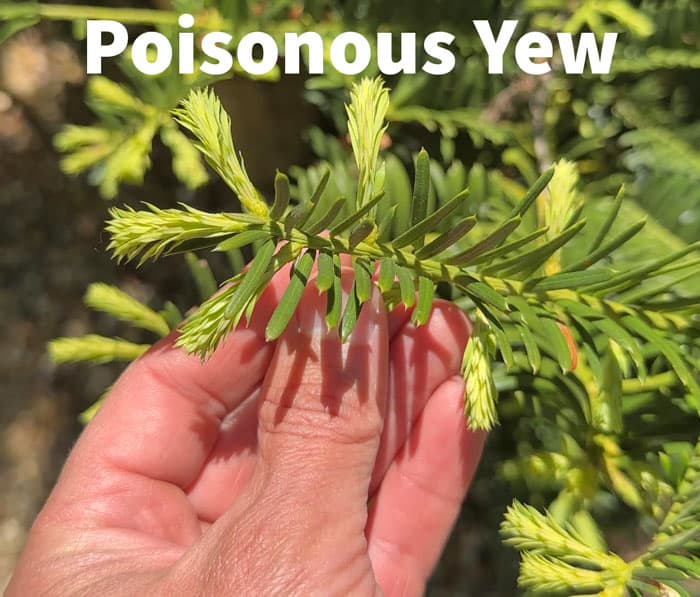 poisonous yew 
