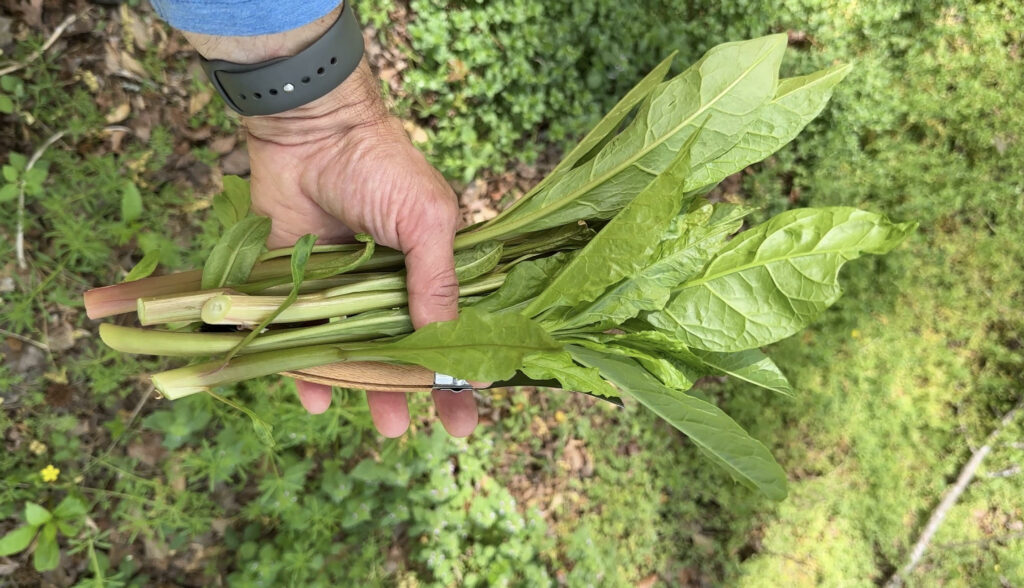 Foraged pokeweed
