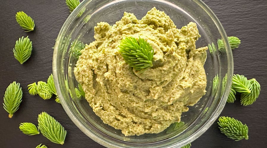 spruce tip pecan pesto recipe