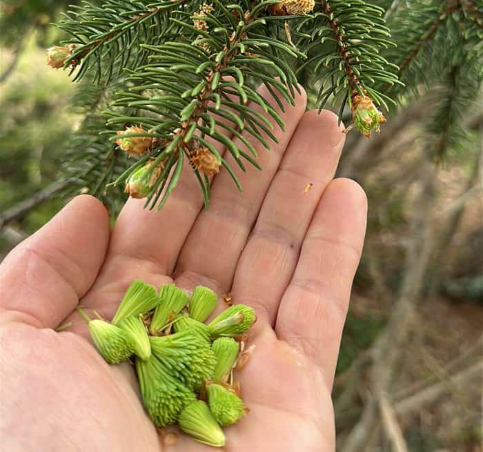 Spruce tips