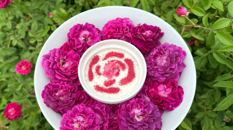 rose flower panna cotta recipe